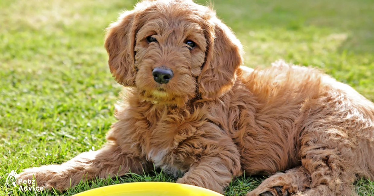 Miniature Labradoodle lifespan | What is a mini labradoodle for sale