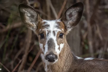 Piebald Deer | Piebald deer myth | Are piebald deer protected