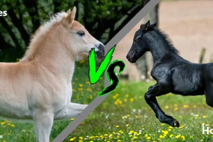 Pony vs horse height | horse in Uk | horse in Germany |