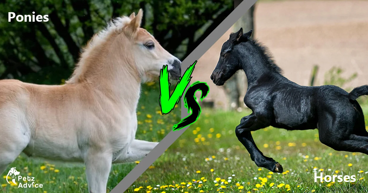 Pony vs horse height | horse in Uk | horse in Germany |