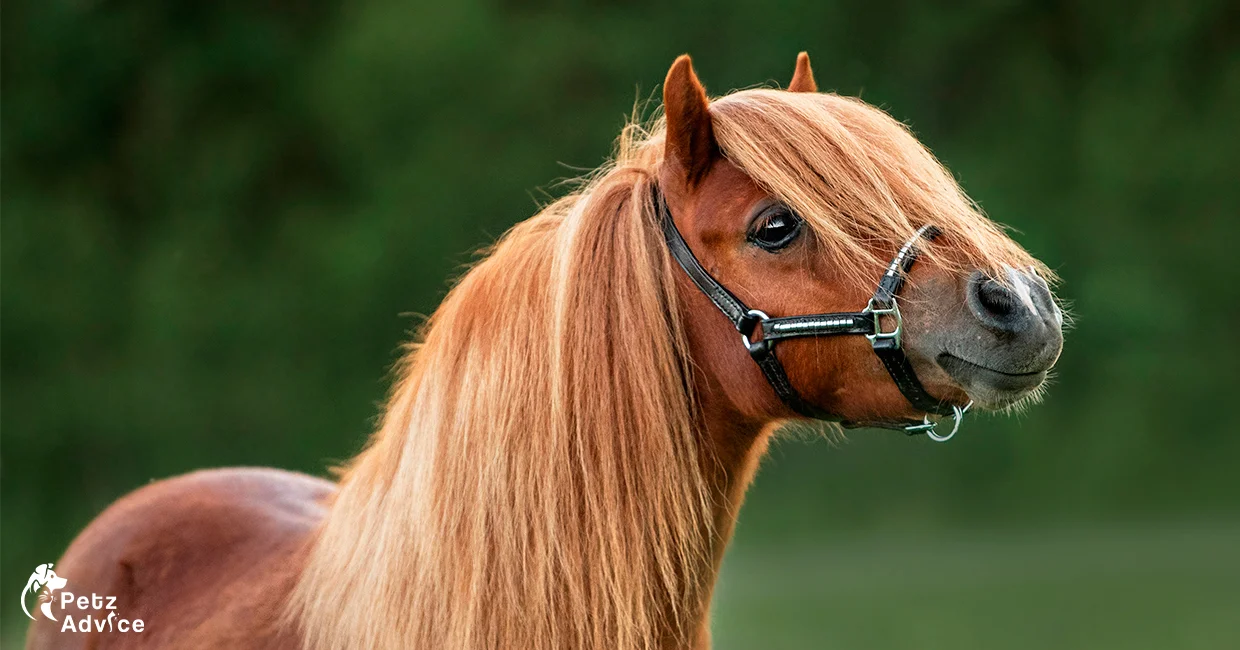 Pony breeds | Popular pony breeds | Ponies in usa for adoption