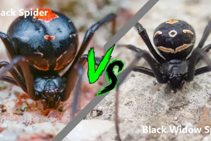 Redback spider vs black widow spider who would win | Redback Spider Identification