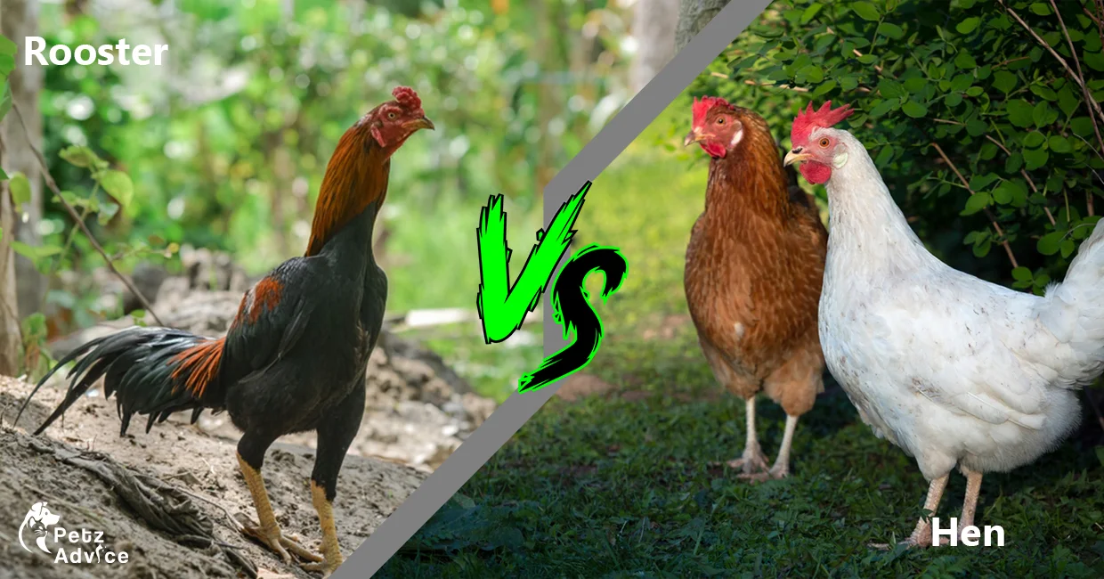 Rooster vs chicken meat | Hens In UK | Rooster in USA