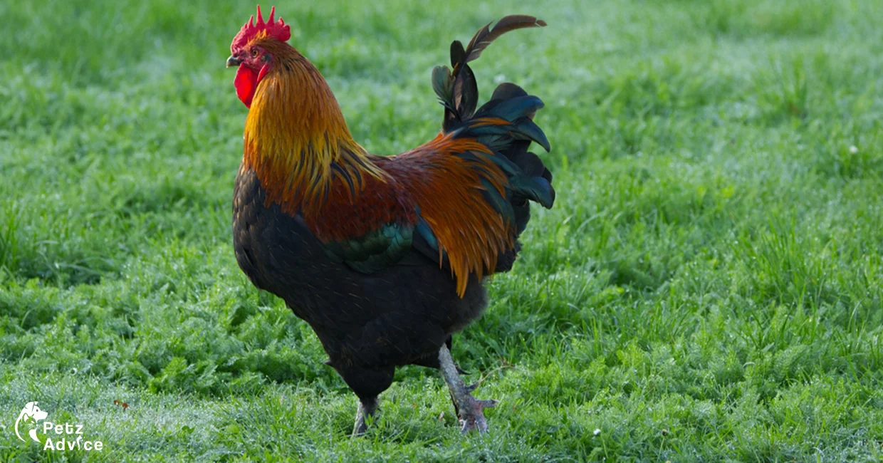 Best rooster in uk | Where to buy rooster in uk