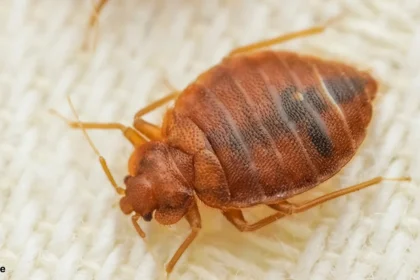 Early signs of bed bugs | Diseases caused by bed bugs