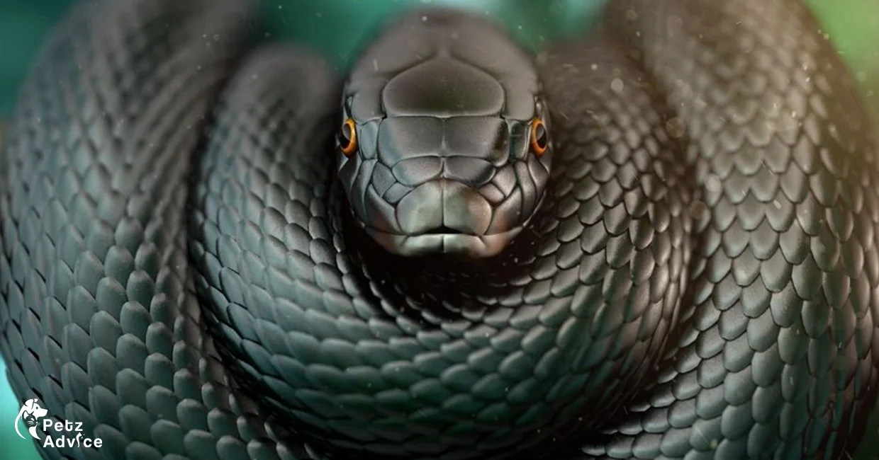 Black mamba venom kill time | Black mamba venom Near Me