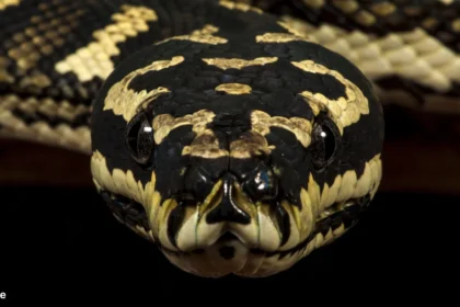 jungle carpet python | are carpet pythons dangerous