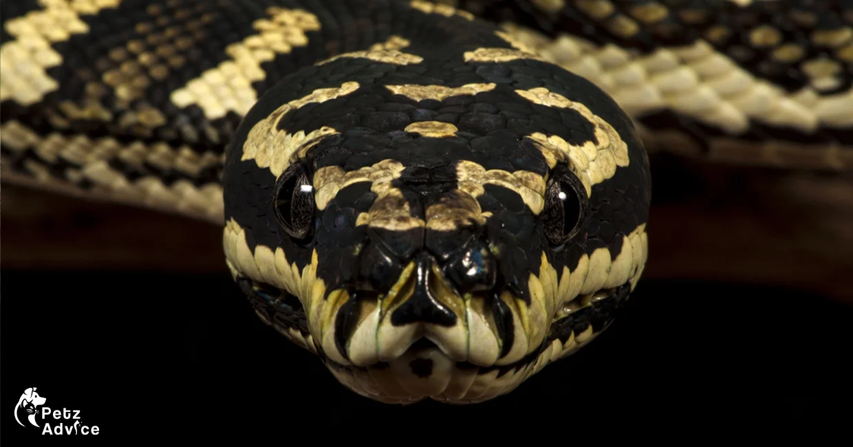 jungle carpet python | are carpet pythons dangerous