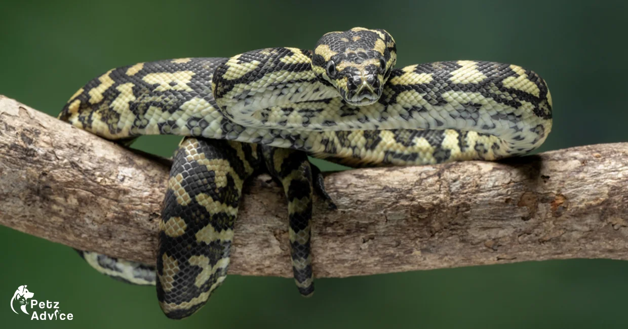 Petz ADvice | Coastal Carpet Python