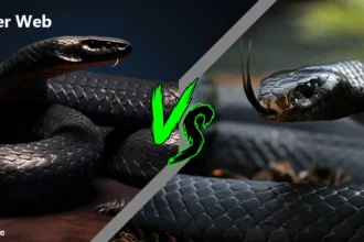 King cobra vs black Mamba venom | King Cobra vs Black Mamba speed