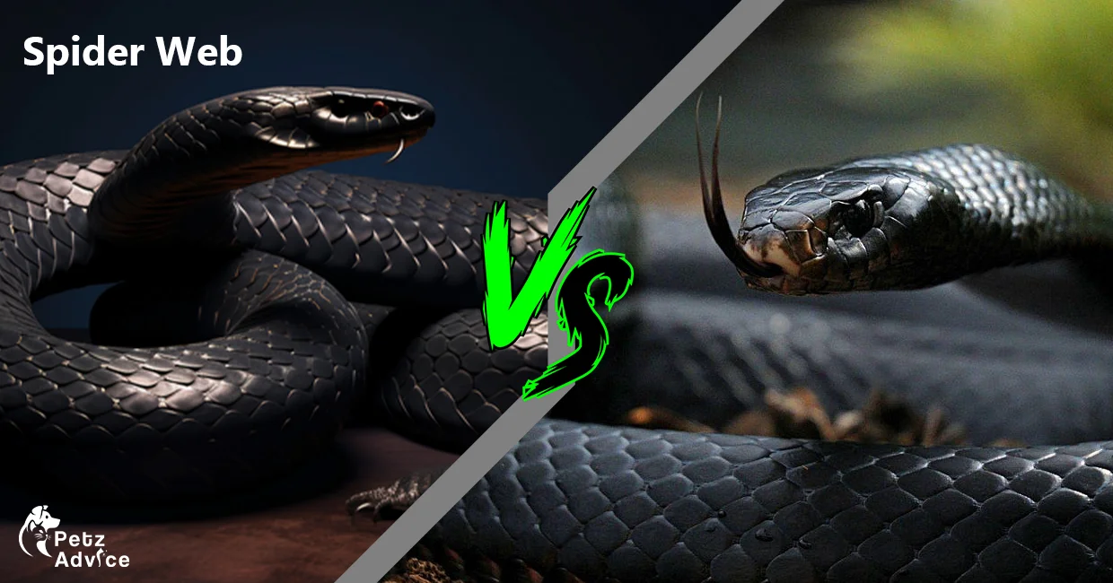 King cobra vs black Mamba venom | King Cobra vs Black Mamba speed