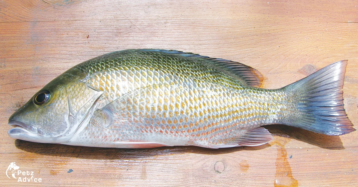 Mangrove snapper price | Mangrove snapper teeth