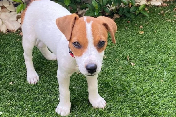 jack russell puppies | jack russell terrier puppies | jack russell puppies for sale