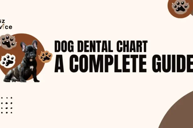 Dog Dental Chart | Dog Dental in USA