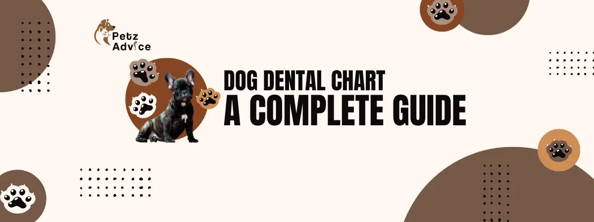 Dog Dental Chart | Dog Dental in USA