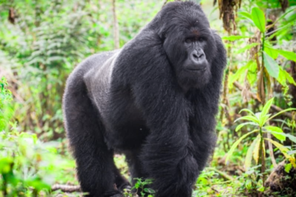 how much does a silverback gorilla weigh | silverback gorilla weight