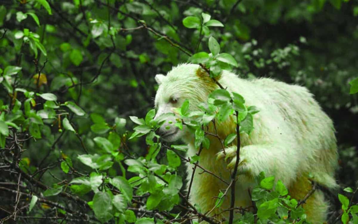 Rare Bear | Peers | Rare Bear Jewellery | Where is Rare Bear now
