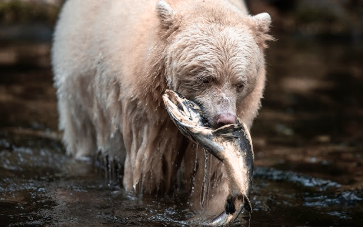 Bear Rainforest | Great Bear Rainforest map