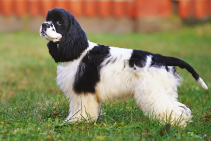 Black Cocker Spaniel | Red and White Cocker Spaniel | Liver Roan Cocker Spaniel