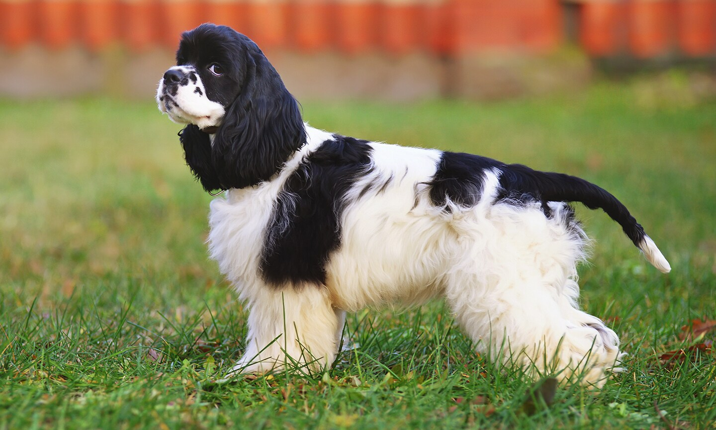 Black Cocker Spaniel | Red and White Cocker Spaniel | Liver Roan Cocker Spaniel