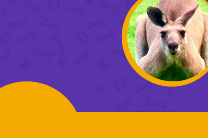 Kangaroos Flex | Kangaroos flex muscles | Are kangaroos dangerous