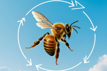 Bee dance types | waggle busy bees | waggle busy bees login
