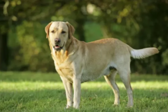 dog sexuality | how to stop puppy biting |