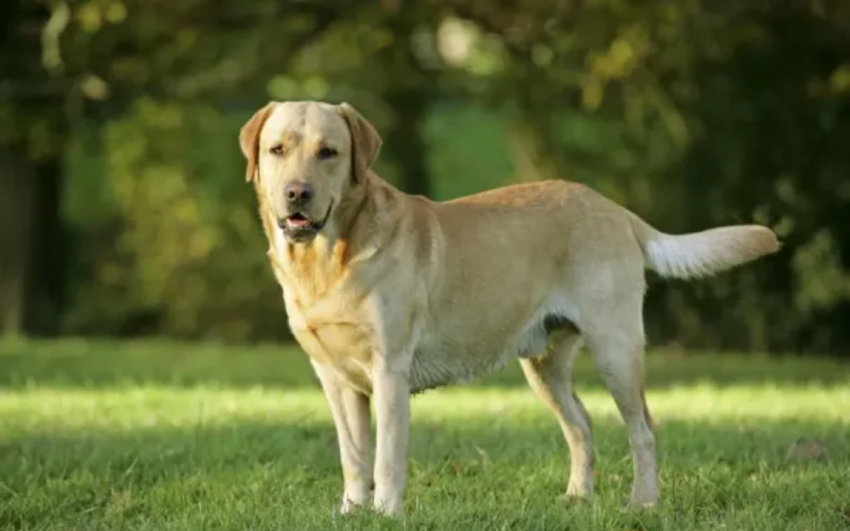 dog sexuality | how to stop puppy biting |