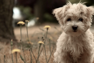 Morkie | Morkie full grown | What do Morkies usually die from