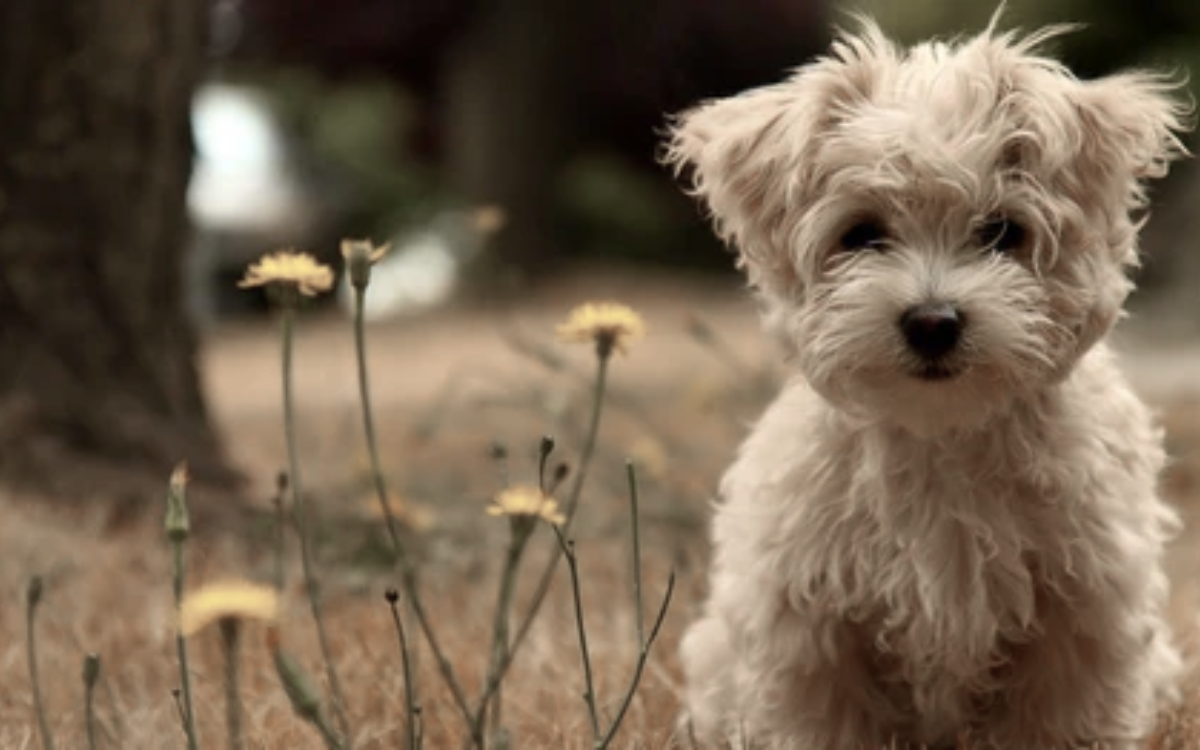 Morkie | Morkie full grown | What do Morkies usually die from