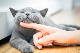 purring cat | Why do cats purr loudly | Cat purring effect on humans