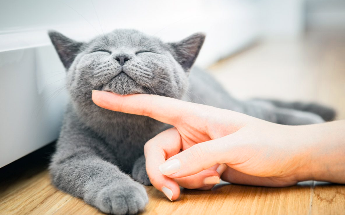 purring cat | Why do cats purr loudly | Cat purring effect on humans